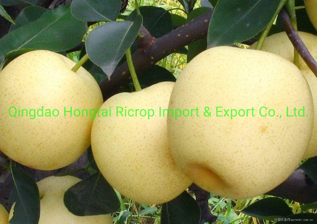 2022 New Crop Fresh Fruit Chinese Fresh Nashi Pear