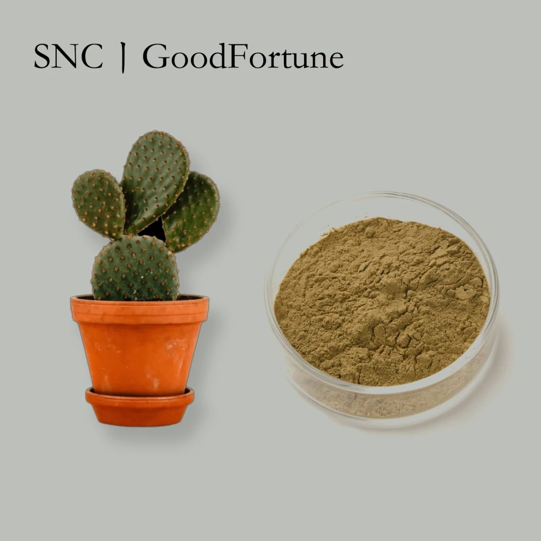 High Quality Best Price Herbal Extract Cactus Extract