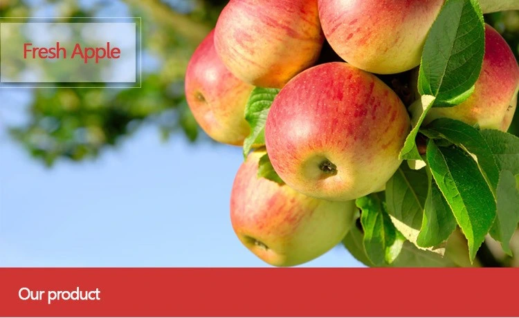 Hotsale Fresh Chinese Red Popular Famous Delicious Healthy Variety Size Export Grade Fruit Mature Apple
