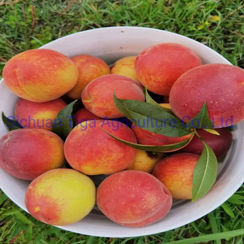 Hot Sale Delicious Fresh Sweet Donut Peach Summer Fruit