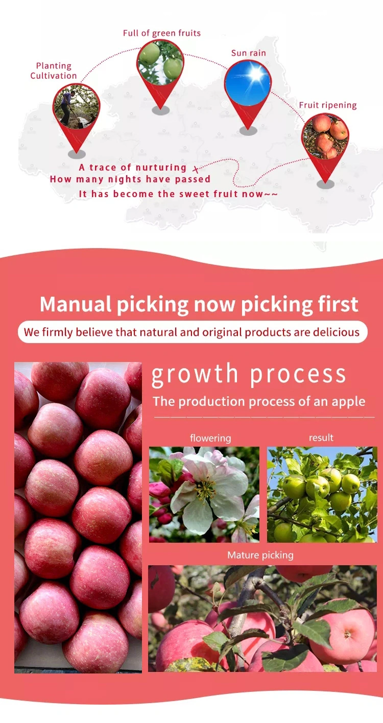 Chinese Sweet Fresh Royal Gala Apple Fresh FUJI and Red Star Apples and Other Fresh Fruits at Wholesale Price in Bulk for Export
