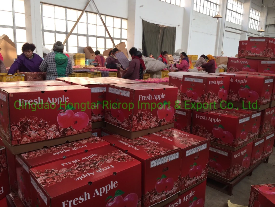 China Fresh Apple Fruit Sweet FUJI Apple with Factory Price