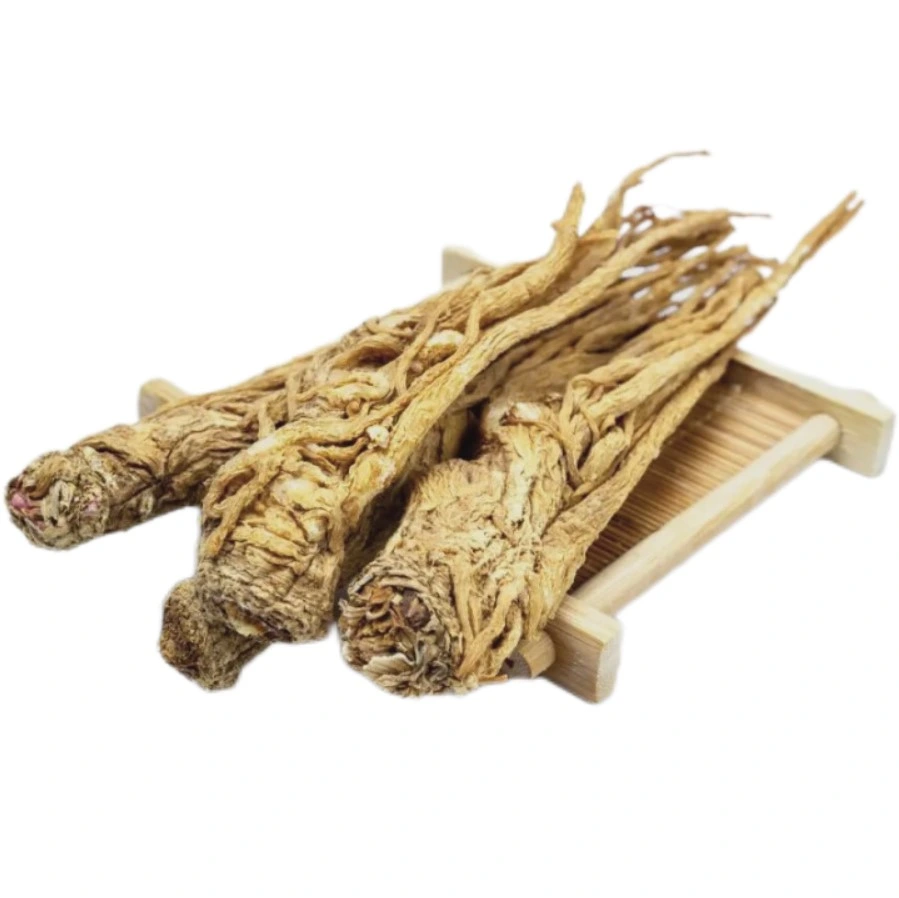 Chinese Herbal Dang Gui Angelicae Sinensis Radix Raw Herbs in Chinese Angelica