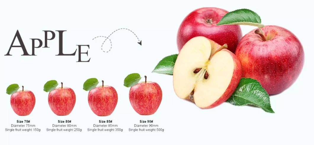 Top Quality Organic Apples Made in Italy &quot;Fresh Apples Fruits Crunchy