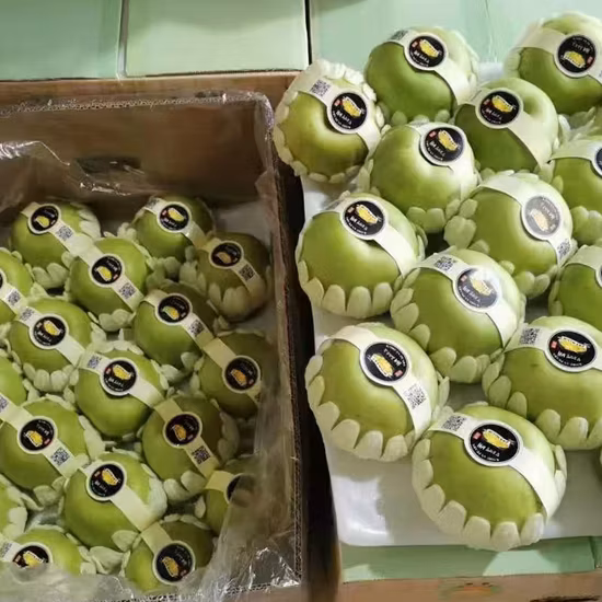 Top Quality Organic Apples Made in Italy "Fresh Apples Fruits Crunchy