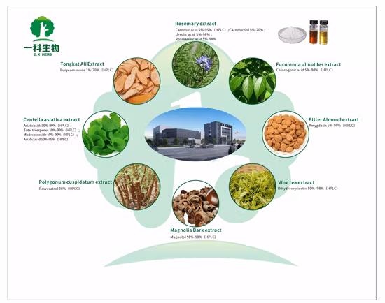 Natural Resveratrol Bulk Powde Knotweed Extract