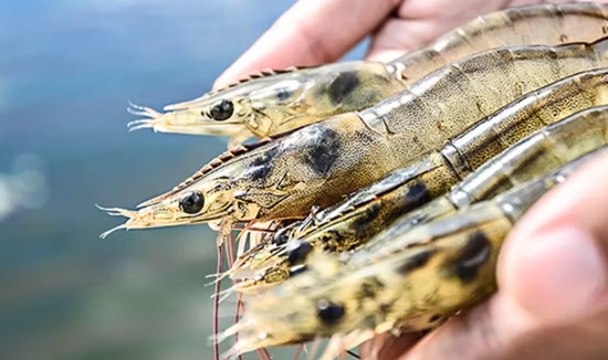 Hot Sell Bacillus Subtilis Probiotic Powder