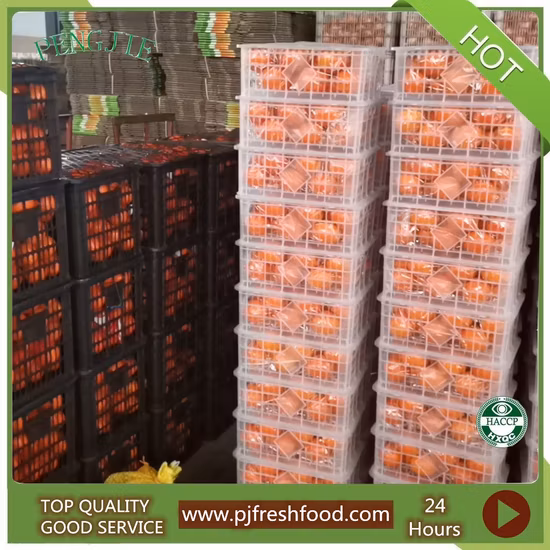 New Crop Chinese Tangerine Fresh Fruits Oranges Brands