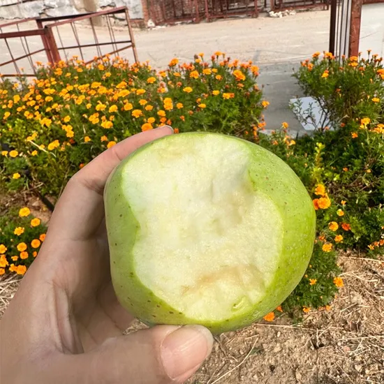 China New Crop FUJI Apple Natural Fruit Fresh Apple